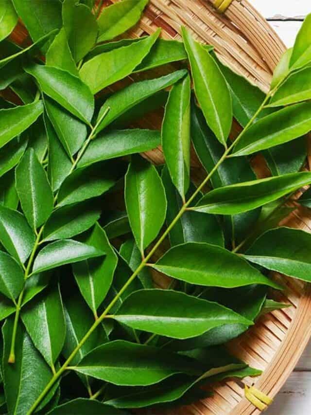 Dried Curry Leaves